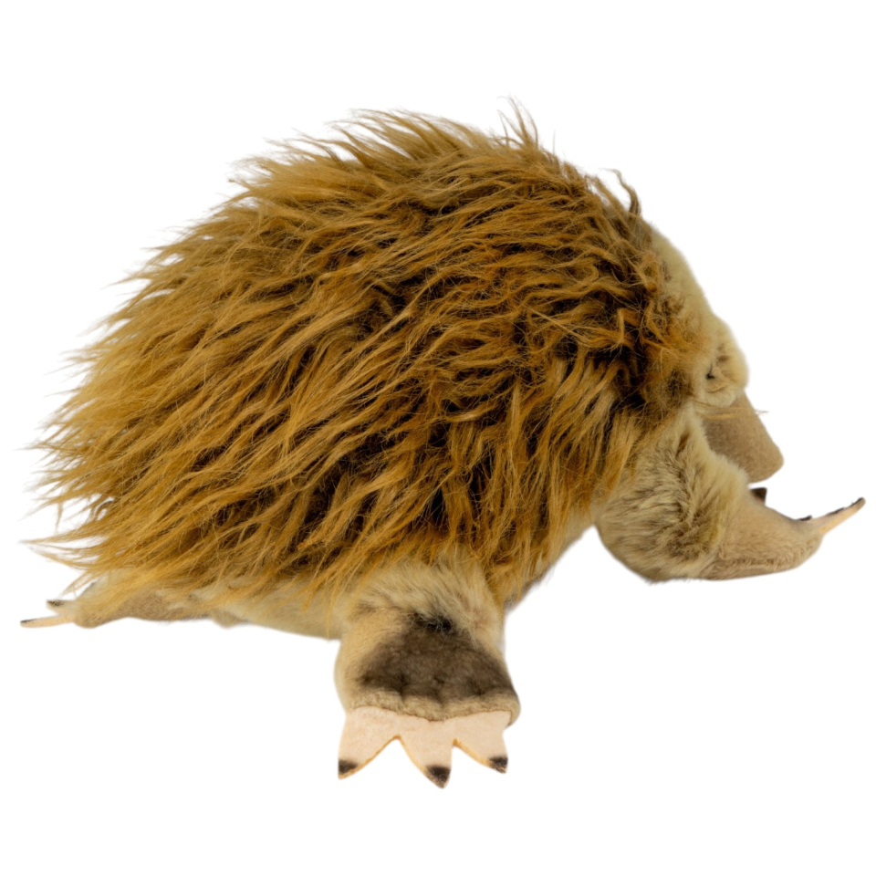 Ameisenigel, Echidna