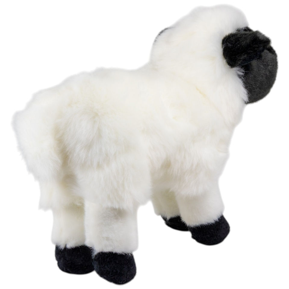 Schaf, Lamm schwarz-weiß stehend