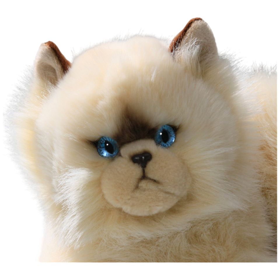 Katze, Perserkatze liegend beige