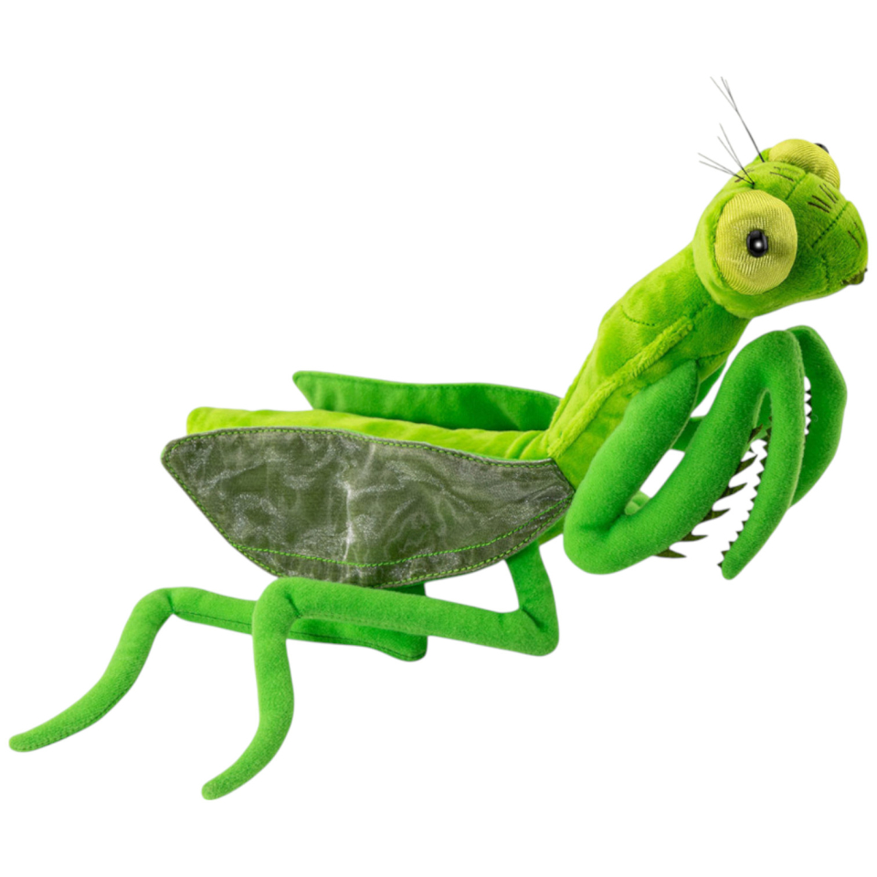 Heuschrecke, Gottesanbeterin