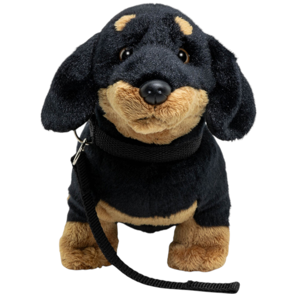 Dackel stehend schwarz mit Leine