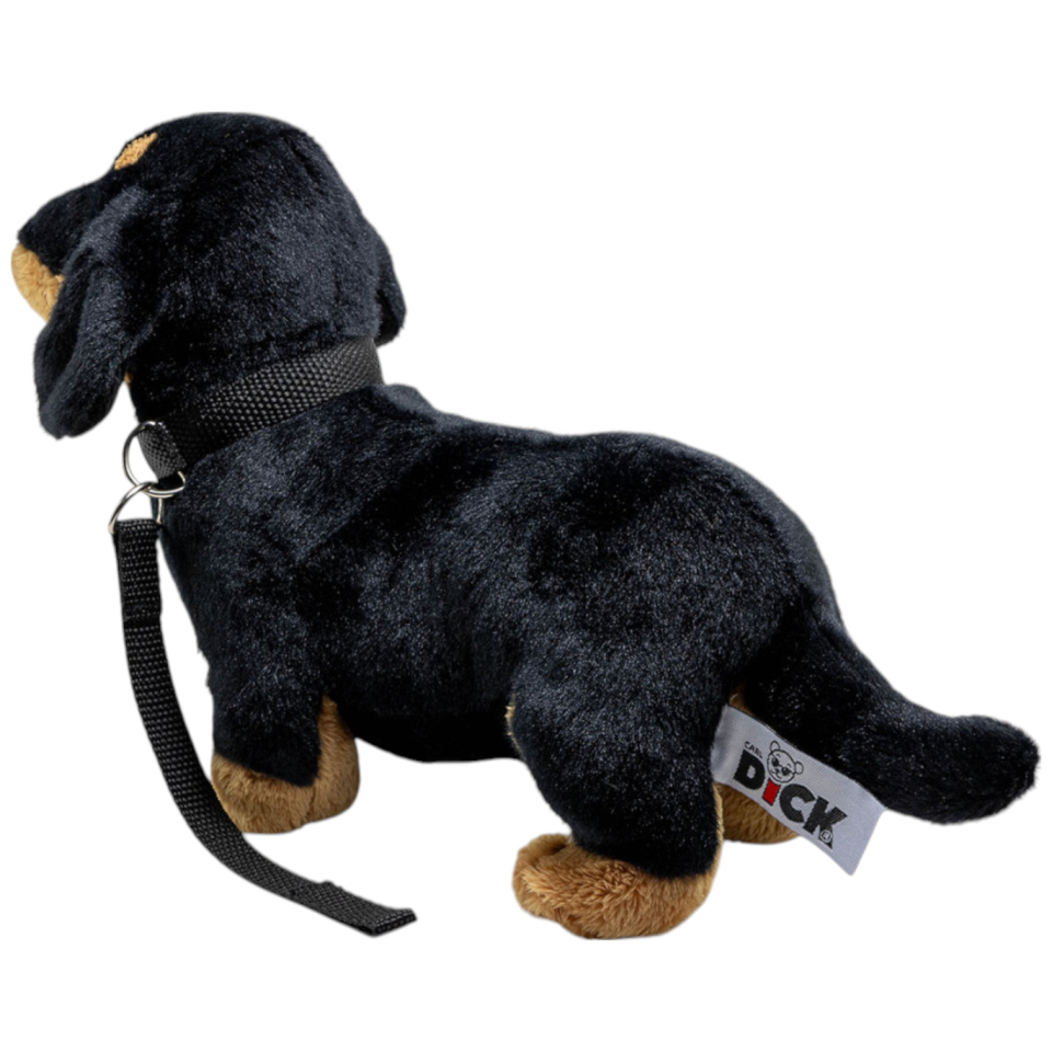 Dackel stehend schwarz mit Leine