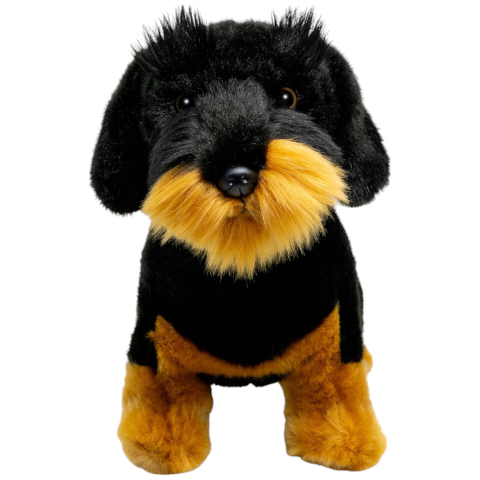 Dackel, Rauhaardackel schwarz sitzend