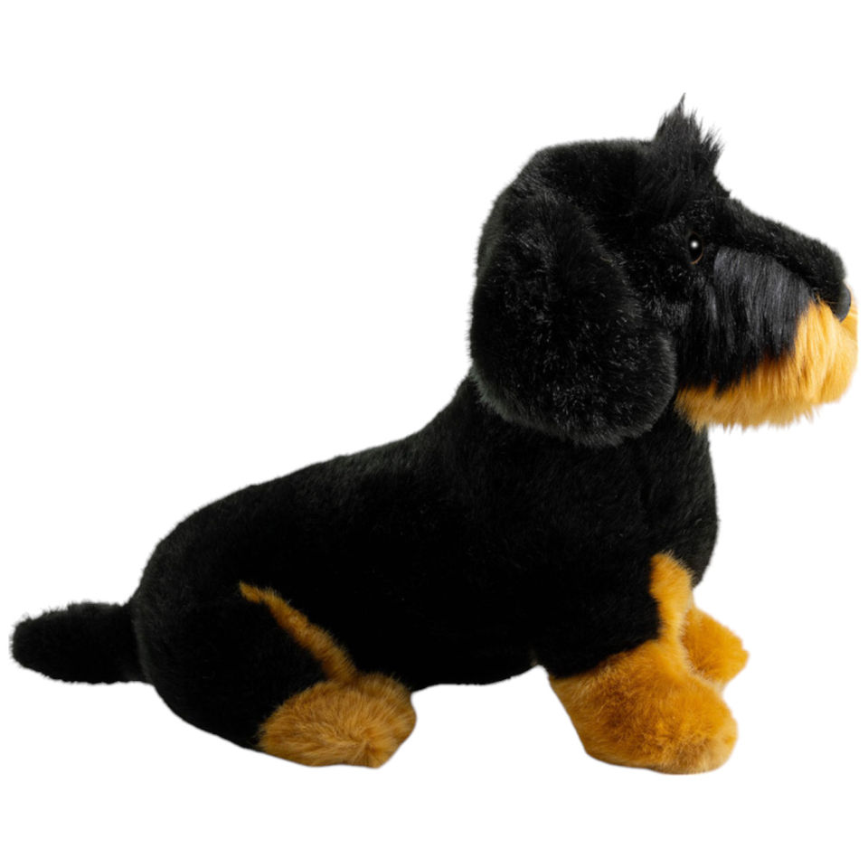 Dackel, Rauhaardackel schwarz sitzend