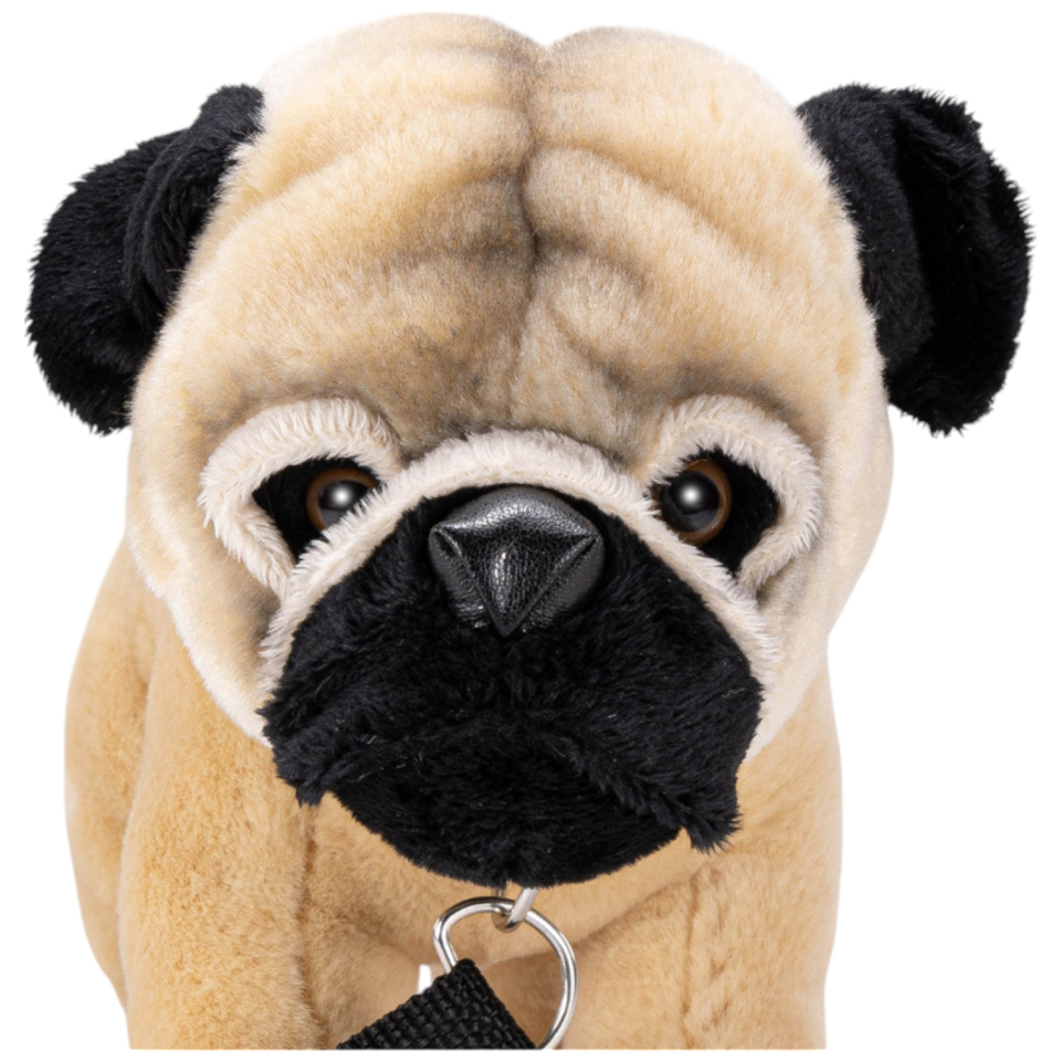 Mops mit Leine stehend