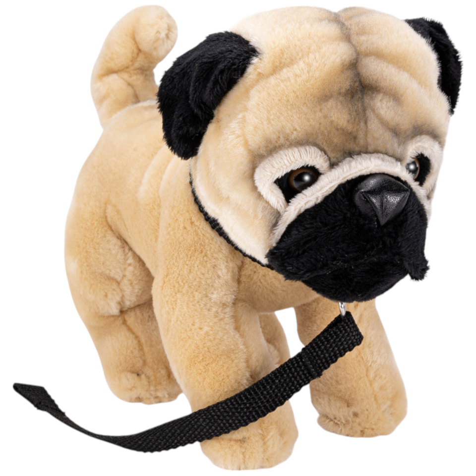 Mops mit Leine stehend