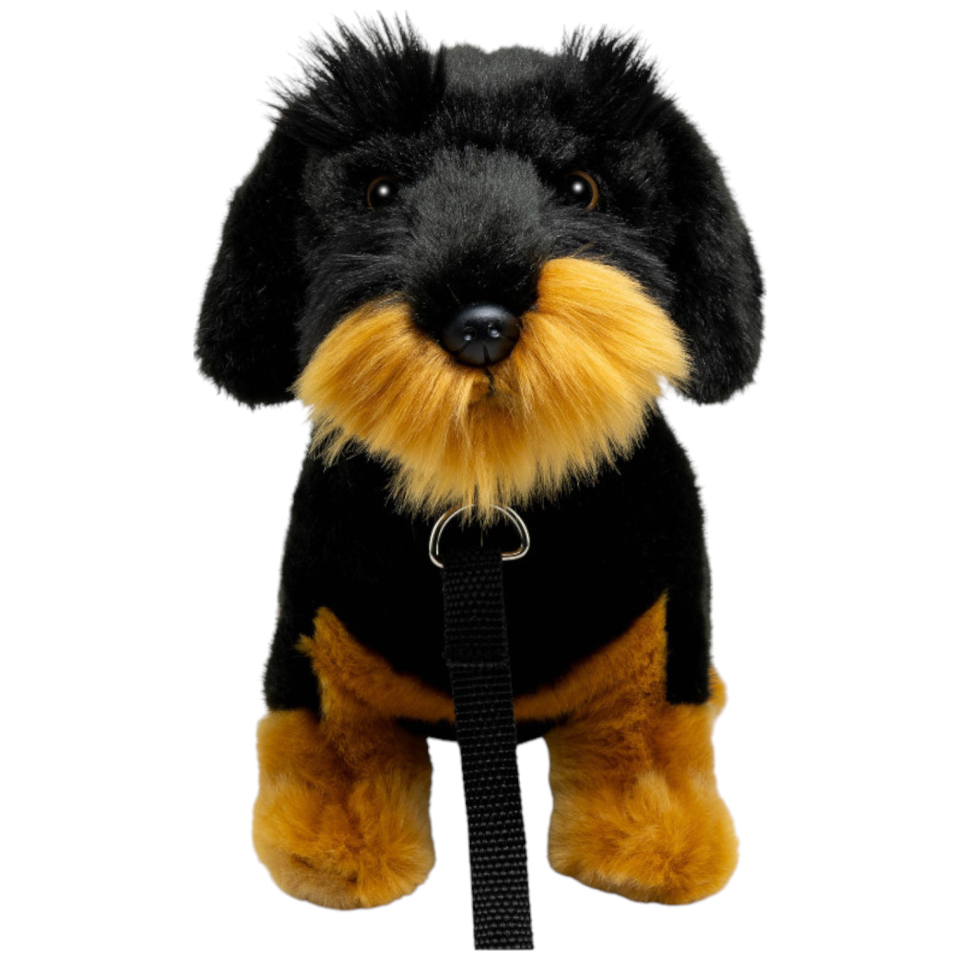 Dackel mit Leine, Rauhaardackel sitzend