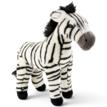 Zebra standing