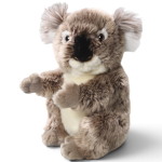 Koala Bär