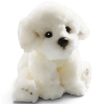 Bichon dog sitting